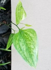 Smilax smallii