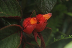 Corytoplectus congestus