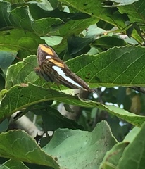Adelpha iphicleola iphicleola