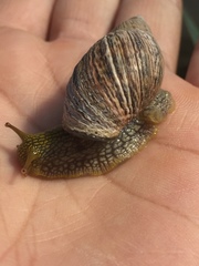 Plectostylus peruvianus