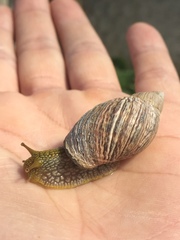 Plectostylus peruvianus