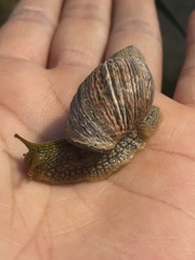 Plectostylus peruvianus
