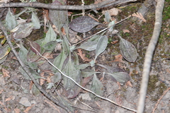 Antennaria parlinii fallax