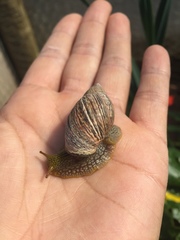 Plectostylus peruvianus