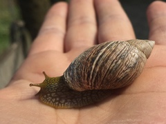 Plectostylus peruvianus