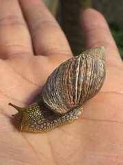 Plectostylus peruvianus