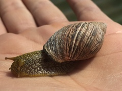 Plectostylus peruvianus