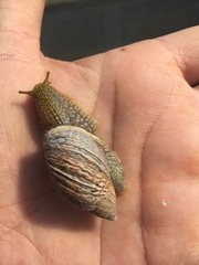 Plectostylus peruvianus