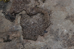 Dermatocarpon muhlenbergii