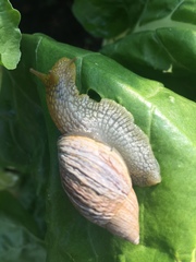 Plectostylus peruvianus