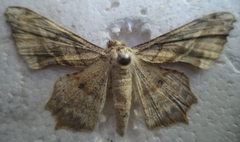 Gonodontis clelia