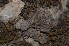 Dermatocarpon muhlenbergii