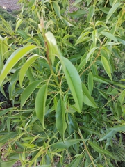 Tracheophyta