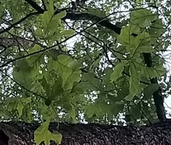 Quercus similis
