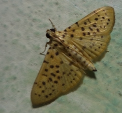 Conogethes punctiferalis
