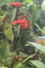 Corytoplectus congestus