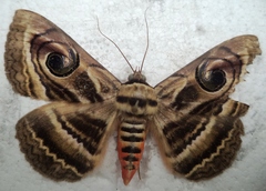 Spirama