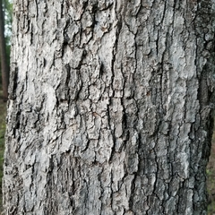 Quercus similis