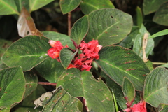 Corytoplectus congestus