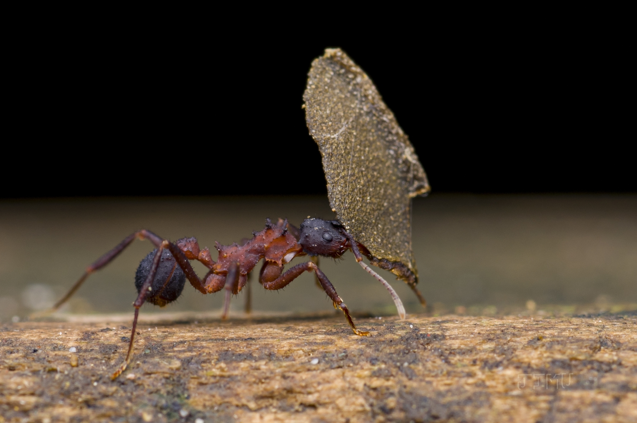Mycetomoellerius jamaicensis