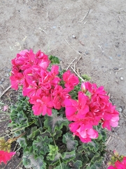 Pelargonium