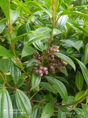 Miconia crocea