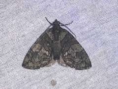 Hydriomena transfigurata