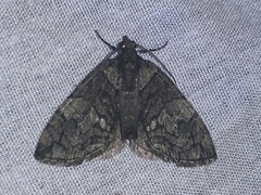 Hydriomena transfigurata