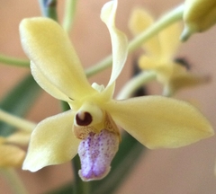 Vanda testacea