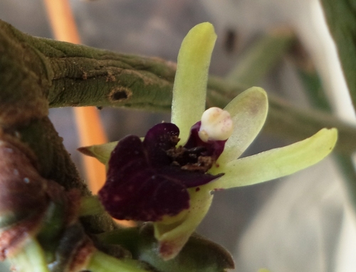 Hairy-Root Luisia (Luisia trichorhiza)
