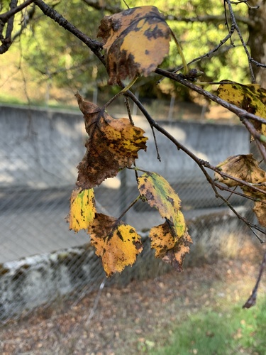 Ein weiteres Foto von Silver Birch