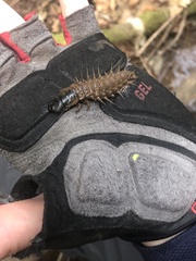 Dysmicohermes ingens