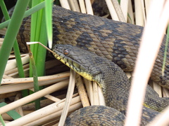 Nerodia rhombifer