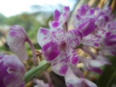 Rhynchostylis