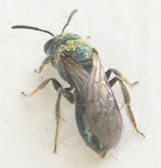 Lasioglossum coeruleum