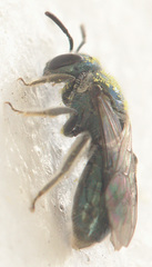 Lasioglossum coeruleum