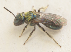 Lasioglossum coeruleum