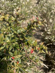 Berberis nantoensis