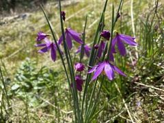 Olsynium douglasii douglasii