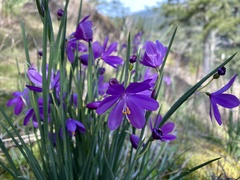 Olsynium douglasii douglasii