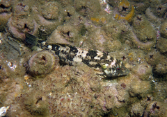 Chironemus marmoratus