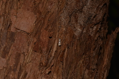 Lepidoscia dicranota