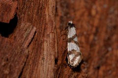 Lepidoscia dicranota