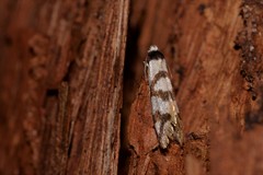 Lepidoscia dicranota