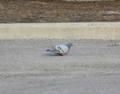 Columba livia domestica