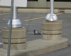 Columba livia domestica