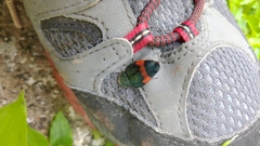 Eucorydia dasytoides