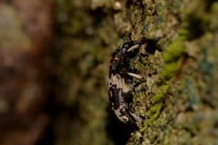 Basitropis relicta