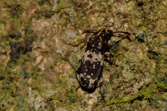 Basitropis relicta