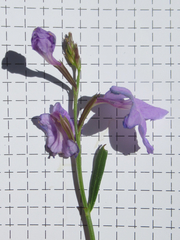 Bouchea linifolia